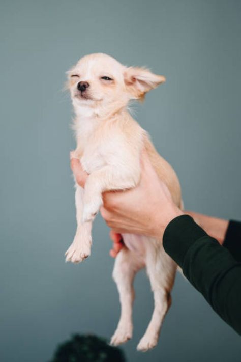 If you’re the proud owner of a Chihuahua, you’ve probably noticed that they have their own way of communicating. These little rascals have a lot of ways to get their point across, from their small size to their loud yips and yaps. But one thing that can be hard to figure out is why your Chihuahua might start looking or blinking too much. Chihuahua Breeds, Little Rascals, Cute Chihuahua, Chihuahua Love, Chihuahua, Too Much, Dogs