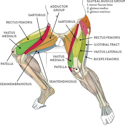 Leg Muscles Diagram, Muscles Diagram, Leg Muscles Anatomy, Body Muscle Anatomy, Muscle Diagram, Leg Anatomy, Human Muscle Anatomy, Basic Anatomy And Physiology, Drawing Legs