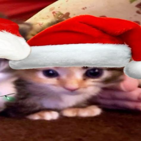 Cute Christmas Matching Pfp, Christmas Pfp Matching, Halloween Profile Pics, Christmas Profile, Christmas Profile Pictures, Christmas Pfp, Cats Christmas, Ugly Cat, Cat Profile