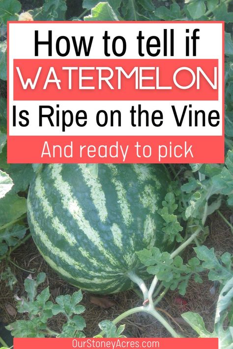 When To Pick Watermelon, Picking Watermelon, Growing Melons, Perfect Watermelon, How To Grow Watermelon, Watermelon Plant, Vegetable Garden Tips, Fall Garden Vegetables, Backyard Vegetable Gardens