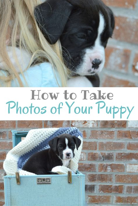 How to Take Photos of Your Puppy; Tips for Taking Photos of Your Dog - My Big Fat Happy Life Puppy Announcement, Puppy Tips, Puppy Photography, Dog Photoshoot, Best Puppies, Puppy Photos, Fluffy Dogs, Puppy Care, Taking Photos