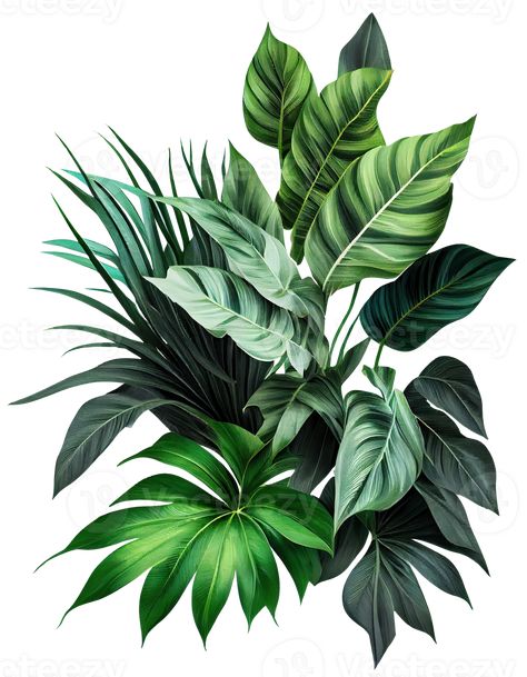 Tropical leaves foliage plant bush floral arrangement on transparent background, created with Tropical Illustration Graphics, Tropical Leaves Drawing, Tropical Leaves Illustration, Plant Tattoos, Tropical Illustration, Tropical Greenery, Leaves Illustration, Plant Tattoo, Tropical Gardens