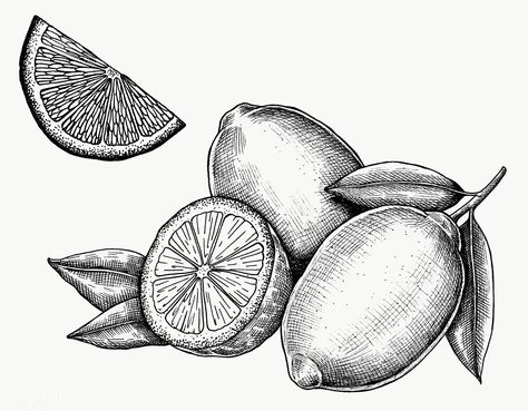 Scratchboard Illustration, Lemon Drawing, Png Fruit, Pineapple Drawing, Pineapple Vector, Fruit Tattoo, Lemon Set, Apple Vector, Ink Pen Art