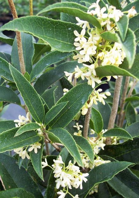 Sweet Olive Tree, Olive Tree Care, Evergreens For Shade, Growing Olive Trees, Osmanthus Fragrans, Olive Plant, Scent Garden, Fragrant Plant, Garden Shrubs