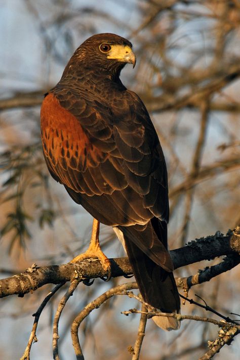 Harris Hawk - has been on our street and was in our back yard today.  Awesome red breast!  1/14 Harris Hawk, Raptors Bird, Hawk Bird, Nature Birds, Exotic Birds, Pretty Birds, Bird Photo, Colorful Birds, Alam Yang Indah