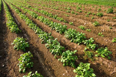 Potato field. A potato field; neat rows , #spon, #field, #Potato, #potato, #rows, #neat #ad Potato Farm, Diy Business Cards, A Potato, Country Store, Business Card Templates, Diy Business, Card Templates, Agriculture, Potato