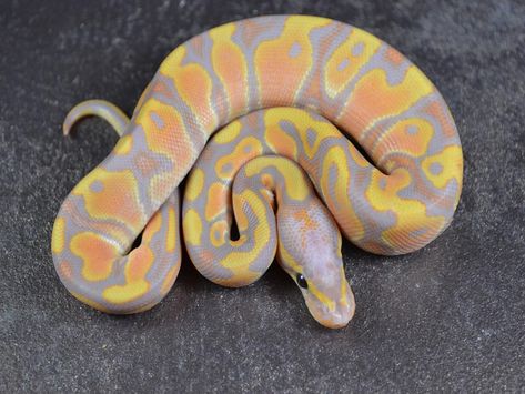 Banana Ball Ghost Orange Dream - Morph List - World of Ball Pythons Ball Python Pet, Dream Snake, Bearded Dragon Terrarium, Danger Noodles, Danger Noodle, Snake Photos, Cool Snakes, Pet Ball, Colorful Snakes