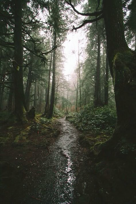 Old forests that smell like old wet earth. Cold Forest, Fishing Pond, Dark Naturalism, Forest Scenery, Dark Forest, Nature Aesthetic, Enchanted Forest, Pretty Places, Green Aesthetic