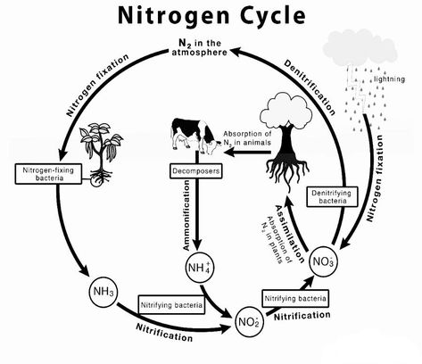 What is nitrogen cycle By Unacademy Nitrogen Cycle Diagram, Nitrogen Cycle Activity, Sulphur Cycle, Chemistry Lab Equipment, Nutrient Cycle, Cycle Drawing, Biology Poster, Nitrogen Fixation, Nitrogen Cycle