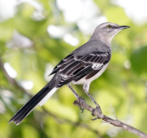 Northern Mockingbird Drawing, Northern Mockingbird Tattoo, Mockingbird Photography, Northern Mockingbird, Mocking Birds, Mocking Bird, Wild Photography, Wild Baby, Flower Sleeve