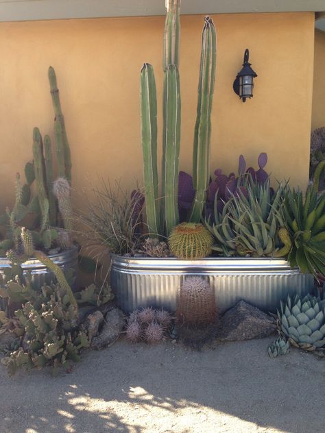 oasis cactus planter Cactus In Planter Outdoor, Potted Cactus Outdoor, Cactus Planter Ideas Outdoor, Cactus Planters, Cactus Planter Box Outdoor, Cactus Fence, Raised Cactus Garden Bed, Cactus Planter Ideas, Balcony Cactus Garden