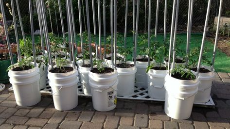 Bucket Gardening, Garden Solutions, Edible Landscaping, Self Watering, Raised Garden, Permaculture, Buckets, Urban Garden, Garden Projects