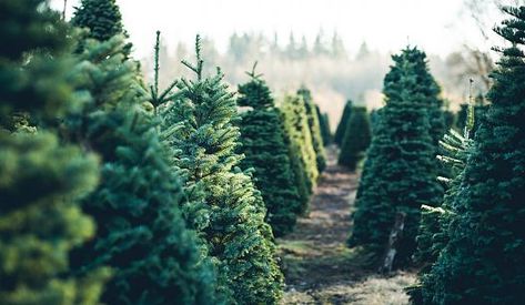 What Type of Trees Make the Best Christmas Trees? - WorldAtlas.com National Christmas Tree, Fake Christmas Trees, Live Christmas Trees, Buy Christmas Tree, Real Christmas, Real Christmas Tree, Muslin Backdrops, Fresh Christmas Trees, Christmas Tree Shop