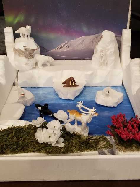 Artic Tundra Arctic Biome Project, Arctic Tundra Diorama, Artic Biome Project, Tundra Habitat Projects For Kids, Tundra Biome Project Dioramas, Polar Region Project, Artic Tundra Biome, Arctic Tundra Biome Project, Artic Habitat Project For Kids