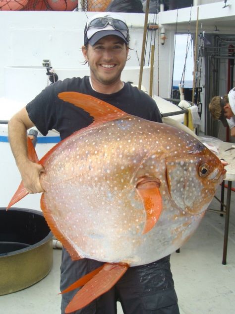 Opah, the first truly warm-blooded fish | Earth | EarthSky One Fish, White Sharks, Beautiful Fish, Great White Shark, Ocean Creatures, Big Fish, Ocean Life, Aquariums, Deep Sea