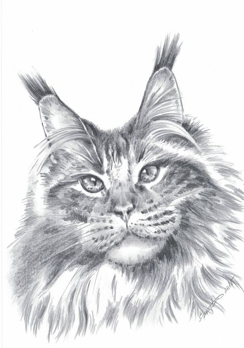 Maine coon cat by Zia11.deviantart.com on @DeviantArt Maincoon Cat Tattoo, Mancoon Cat Drawing, Mainecoon Cat Tattoo, Maine Coone Cat Drawing, Mainecoon Tattoos, Cat Face Drawing Realistic, Mancoon Cats, Norwegian Cat, Cat Outline