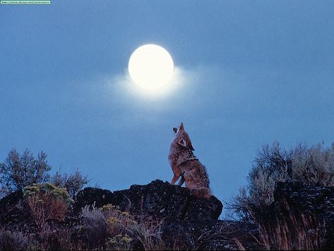 Full Moon Eclipse, Wolf Background, Wolf Quotes, Moon Eclipse, Howl At The Moon, Horror Themes, Widescreen Wallpaper, Cosmic Energy, Majestic Animals