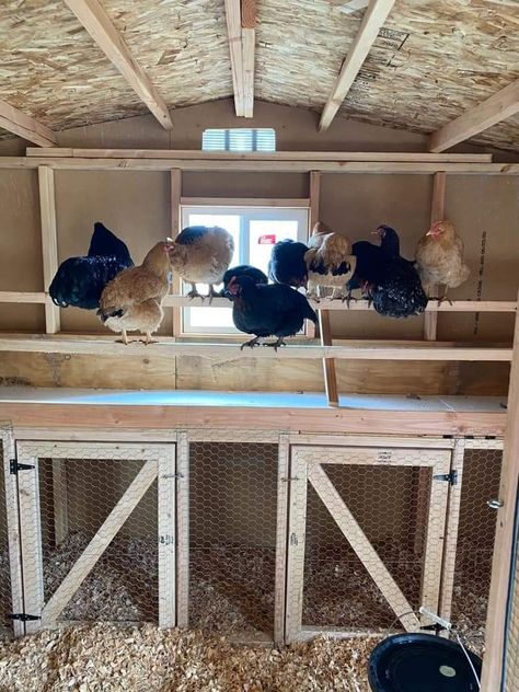 Chicken Coop Indoor Ideas, Chicken Tower Coop, Chicken Coop Layout Ideas, Rectangle Chicken Coop, Diy Nest Boxes For Chickens, Chicken Coop With Built In Brooder, Chicken Maternity Ward, Off The Ground Chicken Coop, Diy Inside Chicken Coop Ideas