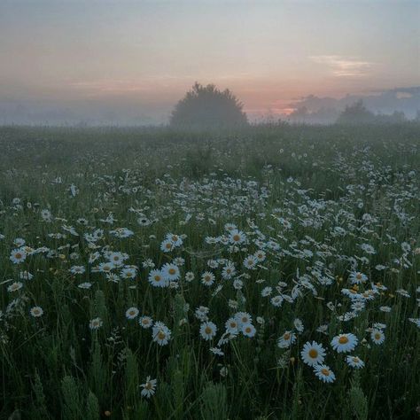 Foggy Weather, Foggy Forest, Dark Flowers, Cottage Core Aesthetic, Spring Landscape, April 3, Spring Aesthetic, Environment Concept Art, Aesthetic Images