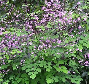 'Lavender Mist' Meadow Rue Meadow Rue Plants, Tall Meadow Rue, Tall Shade Plants, Aerial Plants, Violet Plants, Dry Shade Plants, Deer Resistant Garden, Purple Flowering Plants, Sunny Garden