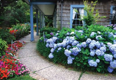 Mosle credits the success of her garden to morning sun and afternoon shade.   Cottage StyleSpecimen trees and lush hydrangeas create a cozy garden in the Park Cities. Paula Mosle Though Paula Mosle was happy in her urban neighborhood, she longed for a more country-like setting, a place where … Gardening Business, Gardening Inside, Hydrangea Design, Texas Landscaping, Hydrangea Landscaping, Landscape Gardening, Texas Gardening, Growing Hydrangeas, Tunbridge Wells