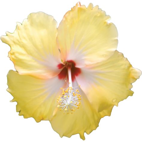 Hawaiin Flowers, Yellow Hibiscus Flower, Decorate My Room, Flower Png Images, Photo Clipart, Yellow Hibiscus, Yellow Theme, Transparent Flowers, Flower Icons