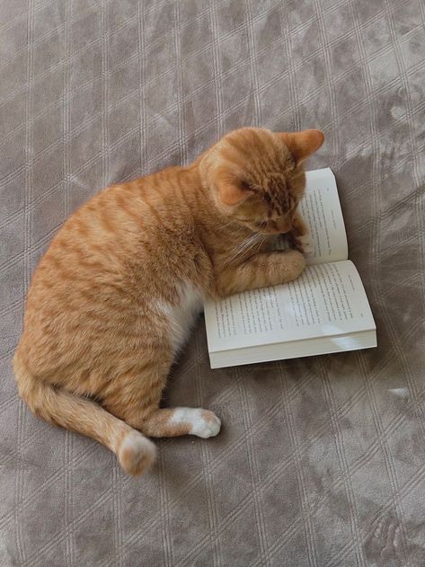 Animals With Books, Book On Bed, Cat On Bed, Cat Reading A Book, Cats Reading, Cat Reading Book, Animal Reading, Animals Reading, Orange Kitty