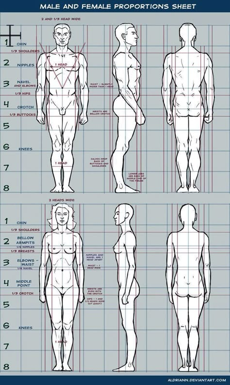 Female Proportions, Drawing Body Proportions, Male Figure Drawing, Human Body Drawing, Human Anatomy Drawing, Human Figure Drawing, Human Anatomy Art, Human Drawing, Anatomy Sketches