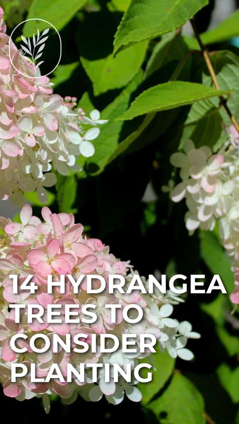 Vanilla Strawberry Hydrangea Landscape, Hydrangea Trees Landscaping, Standard Hydrangea Tree, Pee Gee Hydrangea Tree, Vanilla Strawberry Hydrangea Tree, Hydrangea Tree Landscaping Front Yards, Peegee Hydrangea Tree, Quick Fire Hydrangea Tree, Pinky Winky Hydrangea Tree