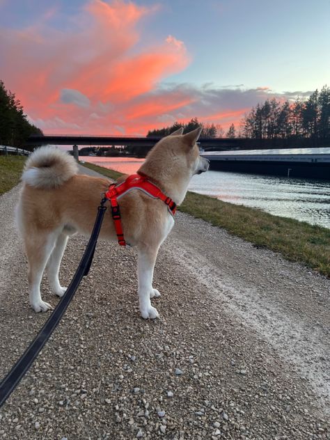 Akita Inu Aesthetic, Akita Inu Dog, Akita Inu Puppy, Shiba Inu Mix, Japanese Akita, Akita Inu, Japanese Dogs, Akita Dog, Shiba Inu Dog