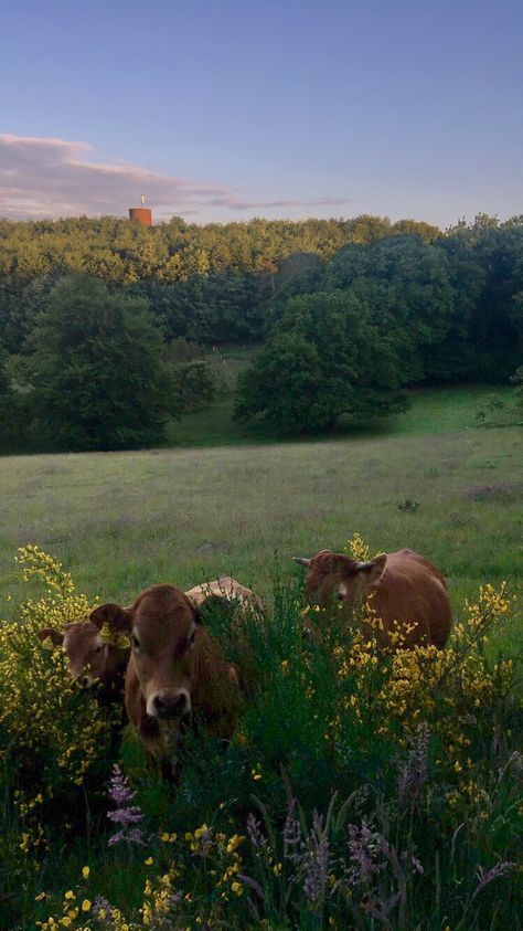 Brown Cows Aesthetic, Brown Cow Aesthetic, Photos Of Cows, Cows And Flowers, Cows Aesthetic, Cow Aesthetic, Future Farms, Fluffy Cows, Flowers Cute