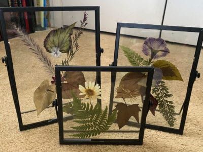 How To Press Plants: Learn About Pressing Leaves And Flowers Marigold Benefits, Pressed Flower Art Picture Frames, Diy Flower Press, Plant Press, Pressed Flowers Diy, Press Flowers, Pressing Flowers, Bottle Trees, Framed Leaves