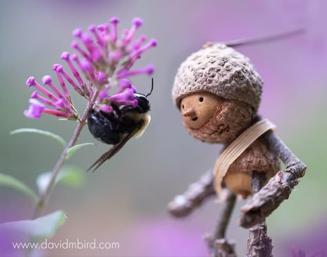 David Bird, Acorn Crafts, Elves And Fairies, Ooak Art Doll, Interesting Ideas, Embroidery Patterns Free, Nature Crafts, Gothic Art, Garden Crafts