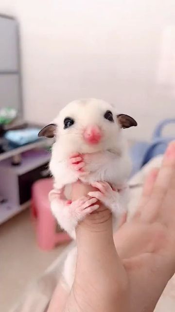 Sugar Glider Baby, Sugar Glider Pet, Cute Small Animals, Funny Animal Quotes, Pretty Animals, Sugar Glider, Pet Sitters, Cute Animal Photos, Weird Animals