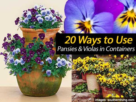 Pansies provide winter color on winter days. Cooler days mean it is pansy planting time. Do it before the ground gets cold to give roots enough time to “catch.” It is wise to prepare the pansy bed before the plants arrive so there will be no delay in setting them out. Pansies provide lots of … Pansies In Pots, Growing Pansies, Tire Projects, Fall Container Plants, Viola Flowers, Winter Pansies, Easy To Grow Flowers, Viola Flower, Flower Growing