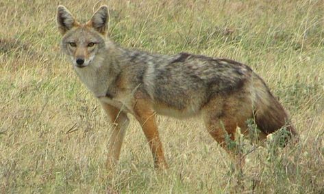 New DNA evidence suggests that the golden jackal (Canis aureus) is actually comprised of two different species. According to National Geographic: The golden jackal, which lives in East Africa and Eurasia, is actually two distantly related species—and one of them is a new species of wolf, a new study says. Dubbed the African golden wolf, … Ethiopian Wolf, Golden Wolf, Ancient Egyptian Deities, Serengeti National Park, Wild Dogs, Egyptian Gods, East Africa, Scientists, Animal Photography