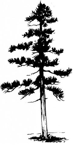 Loblolly Pine, Trees Tattoo, Pine Tattoo, Tattoo Tree, Pine Tree Tattoo, Southern Pine, Pine Design, Tall Trees, Louisiana State