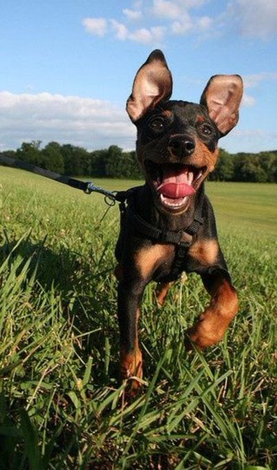 (7) Uživatel Hit Follow If You Love Dogs na Twitteru: „This is the cutest dog I've ever seen! 😍❤️ https://t.co/I1bnisigCg“ / Twitter Mini Pincher, Miniature Doberman, Mini Pinscher, Min Pins, Min Pin, Miniature Pinscher, Doberman Pinscher, Little Dogs, I Love Dogs