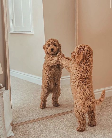 Agility Exercises, Mini Goldendoodle Puppies, Cute Dogs Images, Teddy Dog, Super Cute Puppies, Cute Animals Puppies, Mini Goldendoodle, Very Cute Dogs, Really Cute Dogs