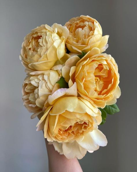 Golden Celebration Rose Yellow Rose Varieties, Yellow Roses Arrangement, Yellow Flowers Names, Yellow Garden Rose, Golden Celebration Rose, Yellow Rose Garden, Yellow Shrubs, Yellow Peonies, Aesthetic Rose