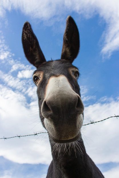 Photo funny donkey looking at camera. cu... | Premium Photo #Freepik #photo #donkey #funny-animals #domestic-animals #cute-animals The Donkey, Pay Attention, We Need, To Learn, Funny, Christmas, Animals