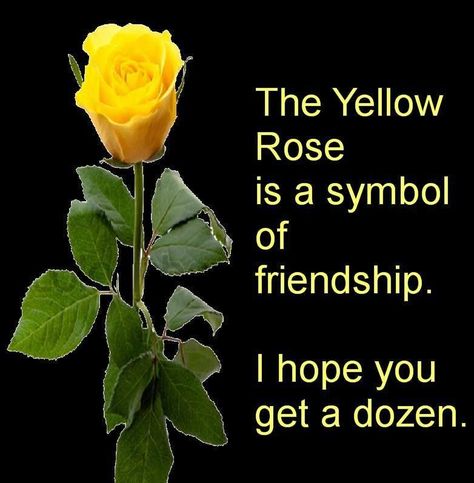 The yellow rose is a symbol of friendship. I hope you get a dozen Yellow Rose Meaning, Friendship Rose, Rose Meaning, Rose Quotes, Friendship Symbols, Rose Pictures, Hybrid Tea Roses, I Love You Quotes, Love Rose