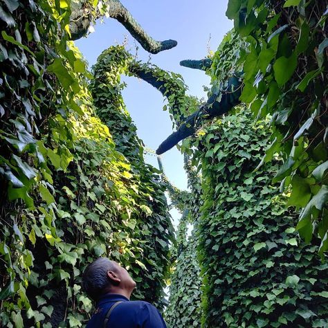 Hamilton Gardens, New Zealand on Instagram: “The beautiful and slightly spooky Surrealist Garden 🍃🍃🍃 Photo by @seahski #picoftheday #hamiltongardens #surrealistgarden #surrealism…” Hamilton Gardens New Zealand, Hamilton Gardens, Small Tropical Gardens, Potted Plants Patio, Landscape Nursery, Container Herb Garden, Florida Landscaping, Garden Landscape Design, Garden Care