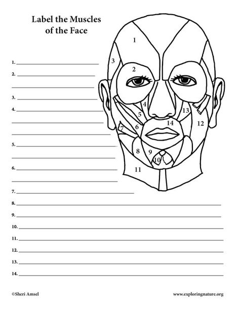 Muscle Coloring, Muscular System Labeled, Muscles Worksheet, Face Muscles Anatomy, Muscles Of Facial Expression, Lower Limb Muscles, Arteries Anatomy, Muscle Diagram, Muscles Of The Face