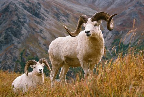 Beautiful Huge Dall Ram - Like A Painting | This is another … | Flickr Reference Animals, Sheep Pictures, Dall Sheep, Bruce Lee Pictures, North American Animals, Snow Animals, Big Horn Sheep, North American Wildlife, Bighorn Sheep