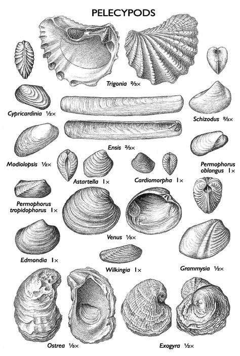 https://www.isgs.illinois.edu/sites/isgs/files/images/outreach-images/plate-12.gif Rose Smith, Fossil Hunting, Rocks And Fossils, Rock Hunting, Science Illustration, Illinois State, Extinct Animals, South Central, Dinosaur Fossils