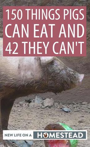 Pig Diet, Pastured Pigs, Kune Kune Pigs, Hog Farm, Homesteading Animals, Pig Breeds, Pig Feed, Raising Pigs, Pigs Eating