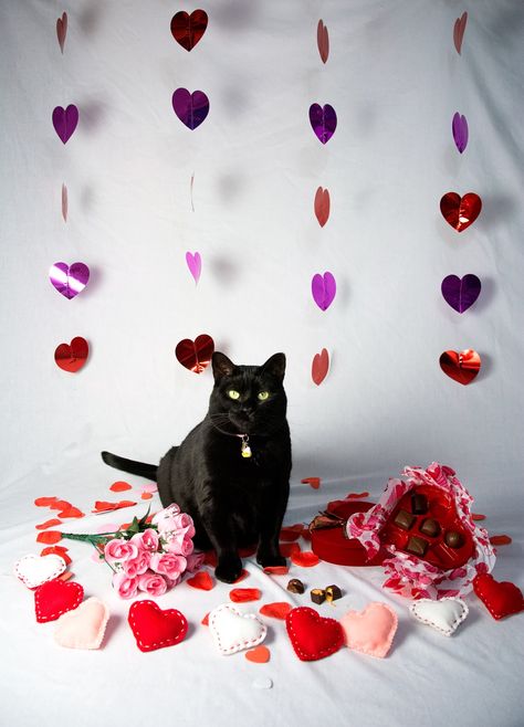 Valentine Cats Picture, Cat Valentine Photoshoot, Valentines Day Pet Photoshoot, Valentines Cat Wallpaper, Valentine's Day Photography, Pet Valentines Photography, Valentine’s Day Dog Photo Shoot, Valentines Dog Photoshoot, Pet Poses