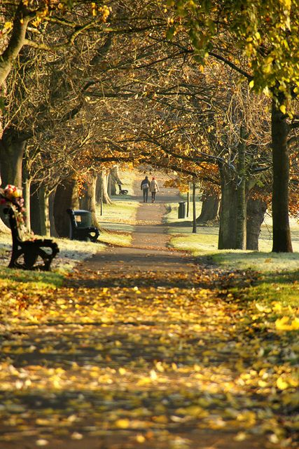 Autumn in Victoria Park, Bath, England Dream Ranch, Bath Garden, Tree Tunnel, Garden Interior, Bath England, Fall Images, Victoria Park, Interior Garden, Yellow Leaves