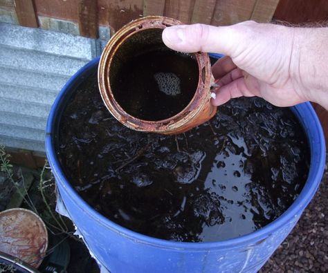 Making Liquid Fertilizer From Weeds Plant Food Diy, Garlic Garden, Soil Microorganisms, Tomato Fertilizer, Tomato Seedlings, Garden Compost, Fertilizer For Plants, Citrus Trees, Liquid Fertilizer